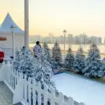 christmas trees in abu dhabi