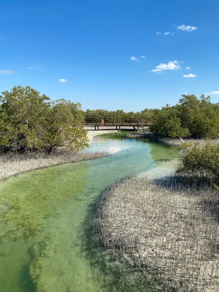 kayaking abu dhabi mangroves