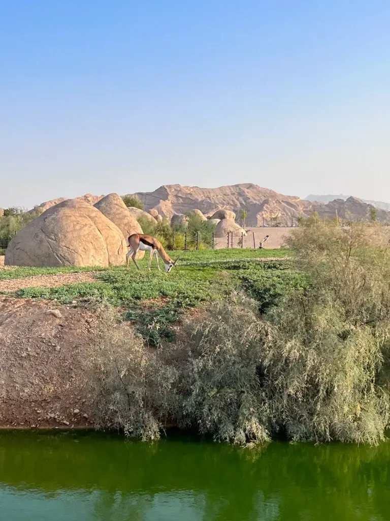 Al Ain tourist places to visit