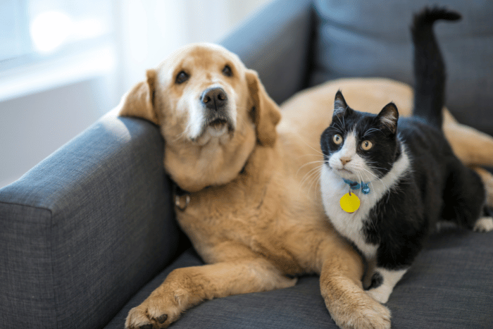 new mandatory pet registration introduced in abu dhabi