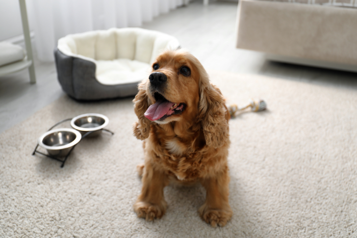 best Abu Dhabi pet friendly hotels