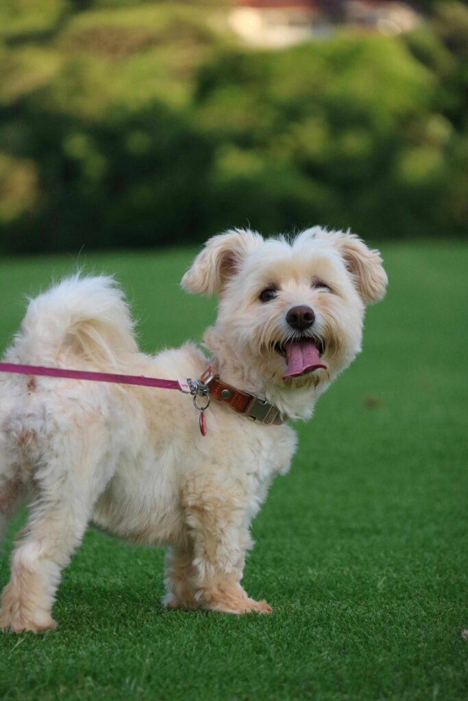 Pets to Hotels & Restaurants