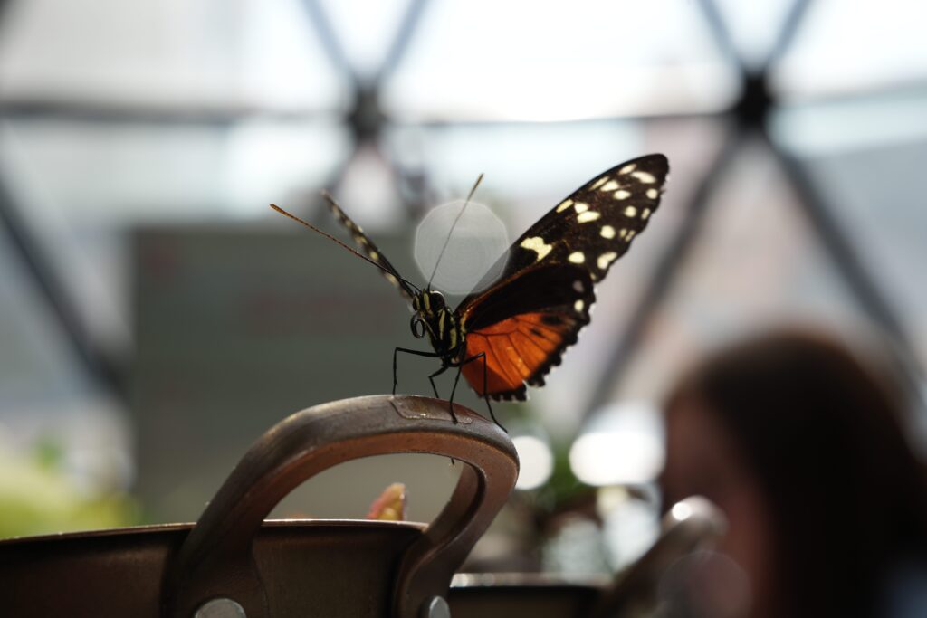 Inside Abu Dhabi’s Butterfly Gardens: Breakfast With Butterflies