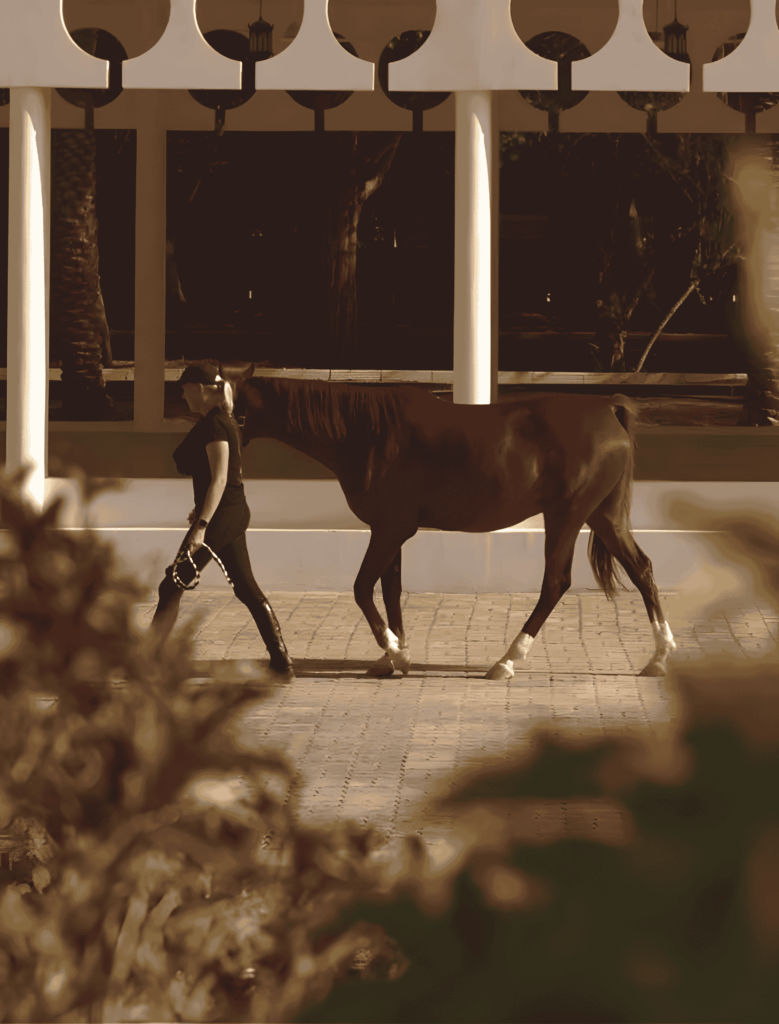 horse riding classes in abu dhabi at The Royal Stables