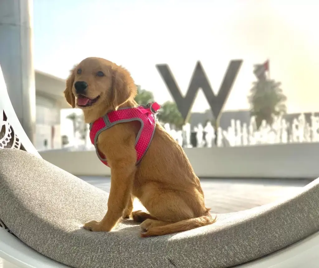 dog-friendly restaurant in abu dhabi at The W Abu Dhabi 