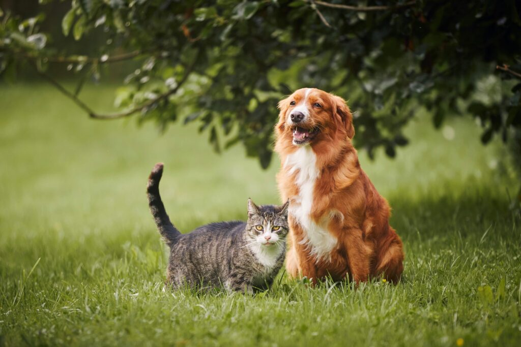 Pet Registration Is Now Mandatory in Abu Dhabi: What Owners Need to Know