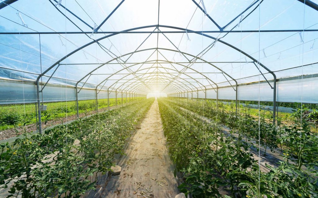 Organic Farms in Dubai