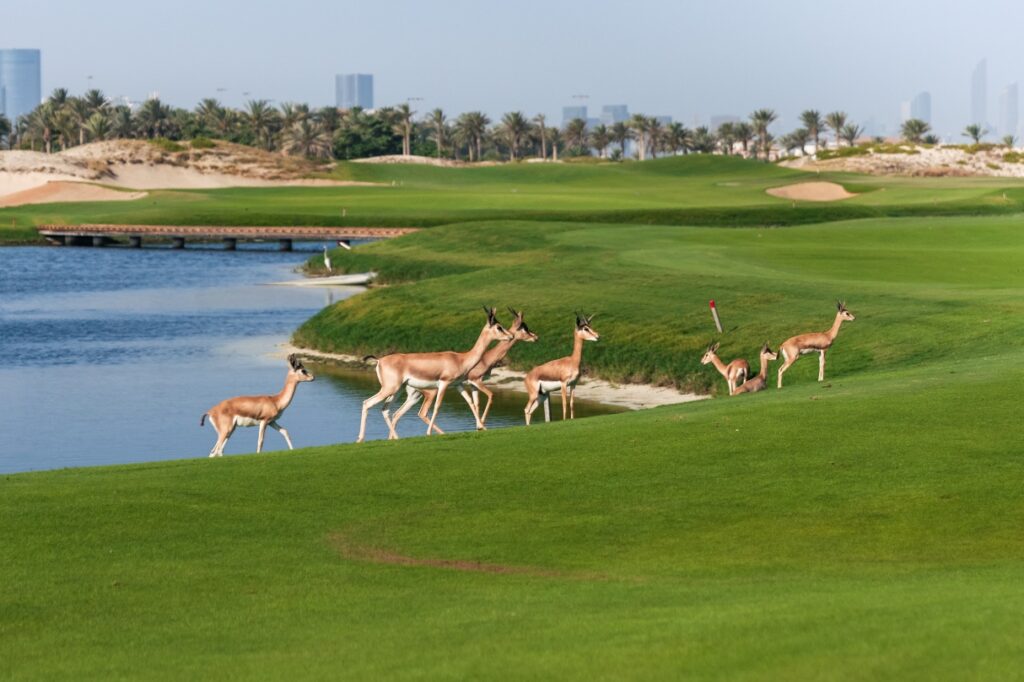 Gazzelles Abu Dhabi.jpg 2