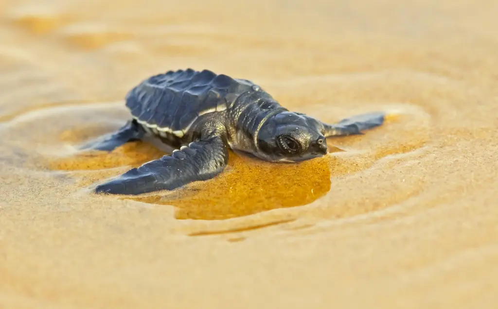 A Rare New Visitor Has Chosen Abu Dhabi’s Shores to Nest for the First Time 1 Olive Ridley Turtle