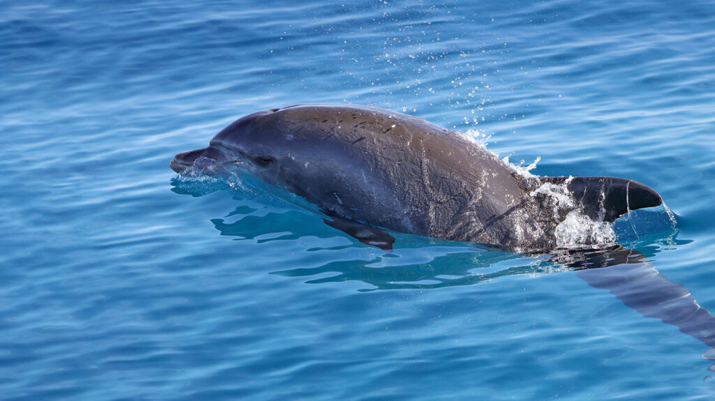Saadiyat Dolphins 1